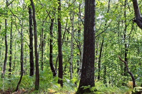 trees in the forest