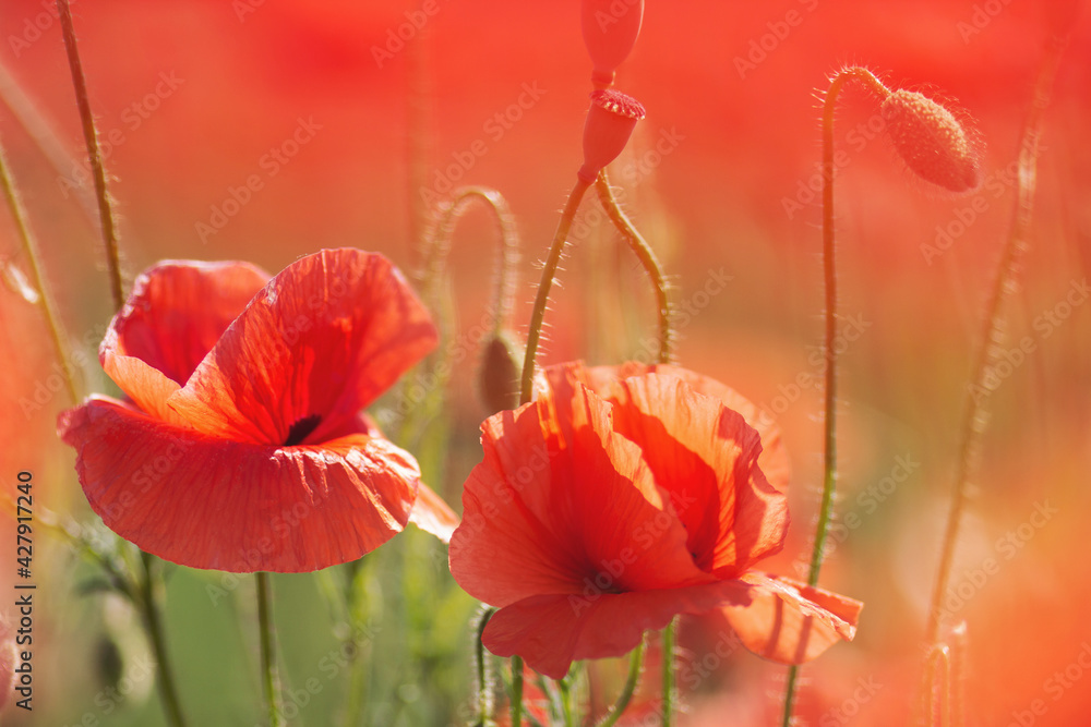 Obraz premium Closeup of the poppy flowers in springtime. Wild flower in all its glory. Beautiful poppy fields shot. Bright wild red poppies, growing in field. 