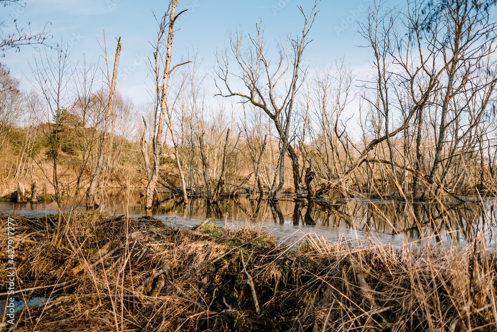 River among the trees in the spring or autumn season. Wildlife concept. Swamp in the forest. Wetlands are shrinking and threatened. The problem of ecology and drainage of rivers. River among the trees in the spring or autumn season. Wildlife concept. Swamp in the forest. Wetlands are shrinking and threatened. The problem of ecology and drainage of rivers.