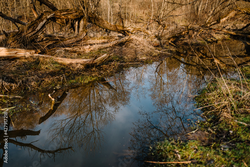 River among the trees in the spring or autumn season. Wildlife concept. Swamp in the forest. Wetlands are shrinking and threatened. The problem of ecology and drainage of rivers.