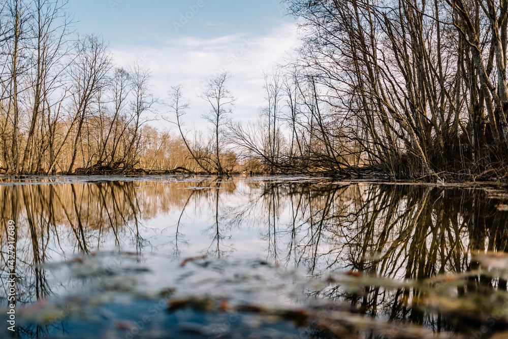 River among the trees in the spring or autumn season. Wildlife concept. Swamp in the forest. Wetlands are shrinking and threatened. The problem of ecology and drainage of rivers. River among the trees in the spring or autumn season. Wildlife concept. Swamp in the forest. Wetlands are shrinking and threatened. The problem of ecology and drainage of rivers.
