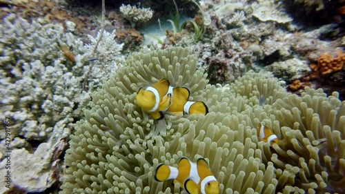 anemonefish (Amphiprionini) or clownfish at Sea anemone, diving in the colorful coral reef of Cabilao Island, Philippines, Asia photo