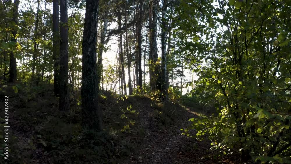 Autumn forest landscape with trees, sun peaking through birches. Drone shot flying in autumn forest. Slow flight in forest on fall season. Autumn forest landscape with trees, sun peaking through birches. Drone shot flying in autumn forest. Slow flight in forest on fall season.