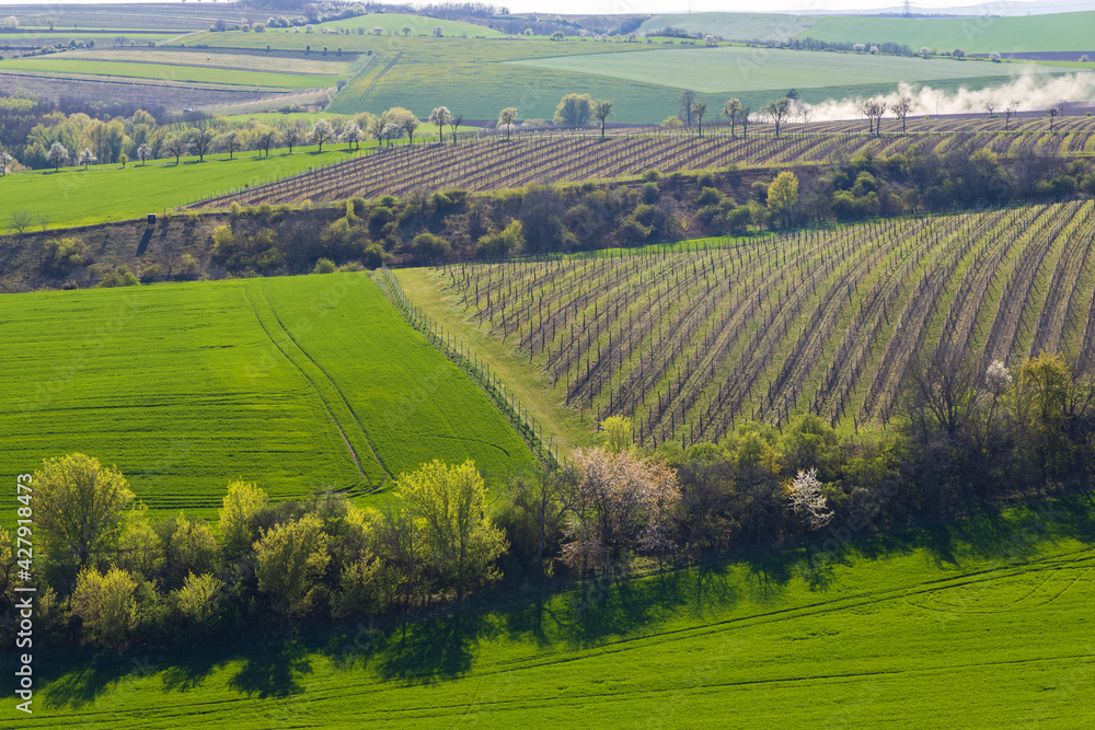 Spring vineyard near Lampelberk, Znojmo region, Southern Moravia, Czech Republic