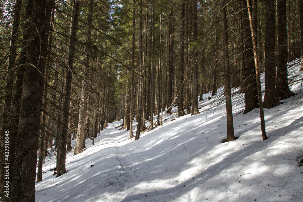 Fototapeta premium winter forest in the snow
