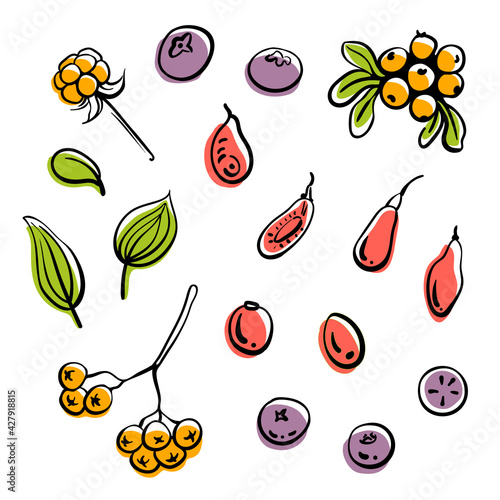 Berry set top view. Colorful line sketch collection of fruits and berries isolated on white background. Doodle hand drawn fruits. Vector illustration