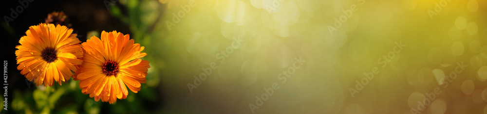 Abstract spring and summer background banner. beautiful flower marigold in garden on green background. horizontal banner with space for text. Abstract spring and summer background banner. beautiful flower marigold in garden on green background. horizontal banner with space for text.