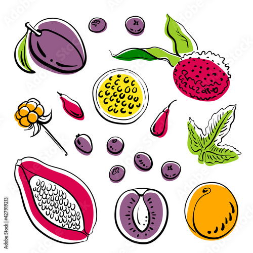 Papaya, lychee, plum, apricot, passion fruit, berries. Whole and slices. Colorful line sketch collection of fruits and berries isolated on white background. Doodle hand drawn fruits. Vector 