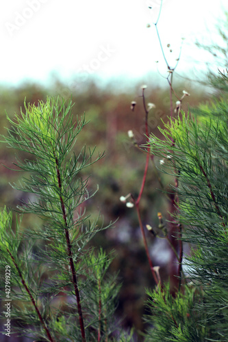 Horsetail or equisetaceae in savana with blur background