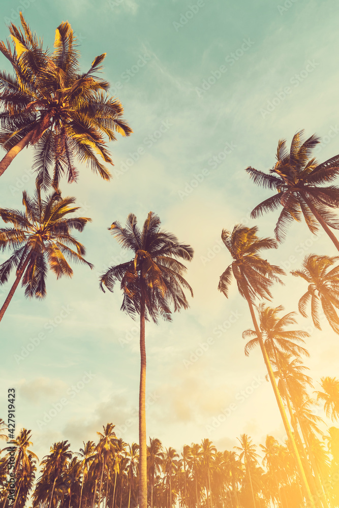 Tropical palm tree with sun light on sunset sky and cloud abstract background. Tropical palm tree with sun light on sunset sky and cloud abstract background.