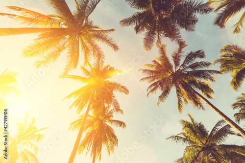 Fototapeta Naklejka Na Ścianę i Meble -  Tropical palm tree with sun light on sunset sky and cloud with colorful bokeh abstract background.