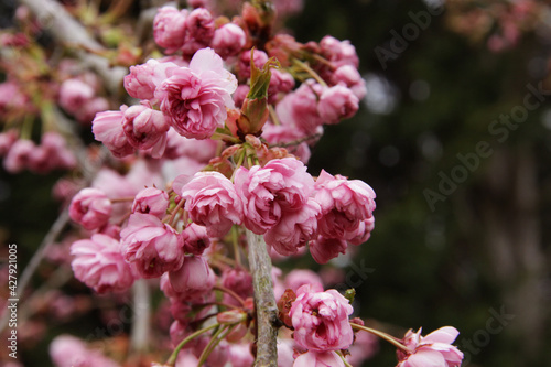  Pink spring flowers. Blooming cherry