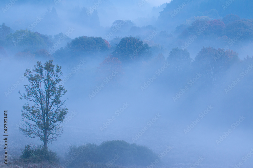 Autumn in the mountains. Fog and colorful leaves. Autumn sunrise. Autumn in the mountains. Fog and colorful leaves. Autumn sunrise.