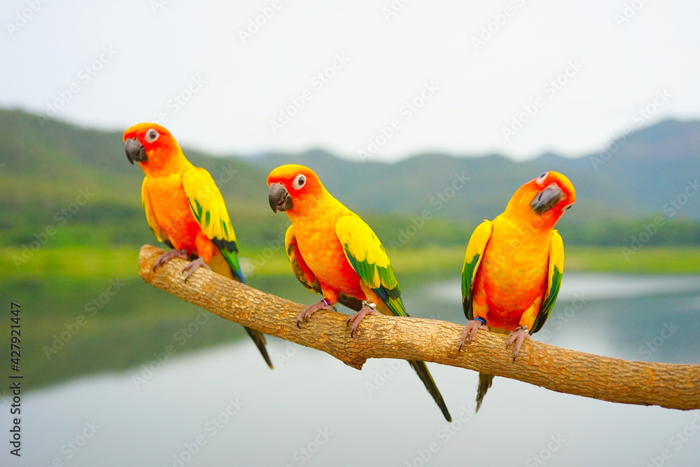 Three sun conure parrot Beautiful is aratinga has yellow on Branch out background Blur mountains and sky. Focus on the middle bird (Aratinga solstitialis) exotic pet adorable, native to amazon.