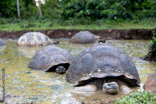 The most biggest turtle in the world. Galápagos giant tortoise, Chelonoidis niger. Galapagos Islands. Santa Cruz island.