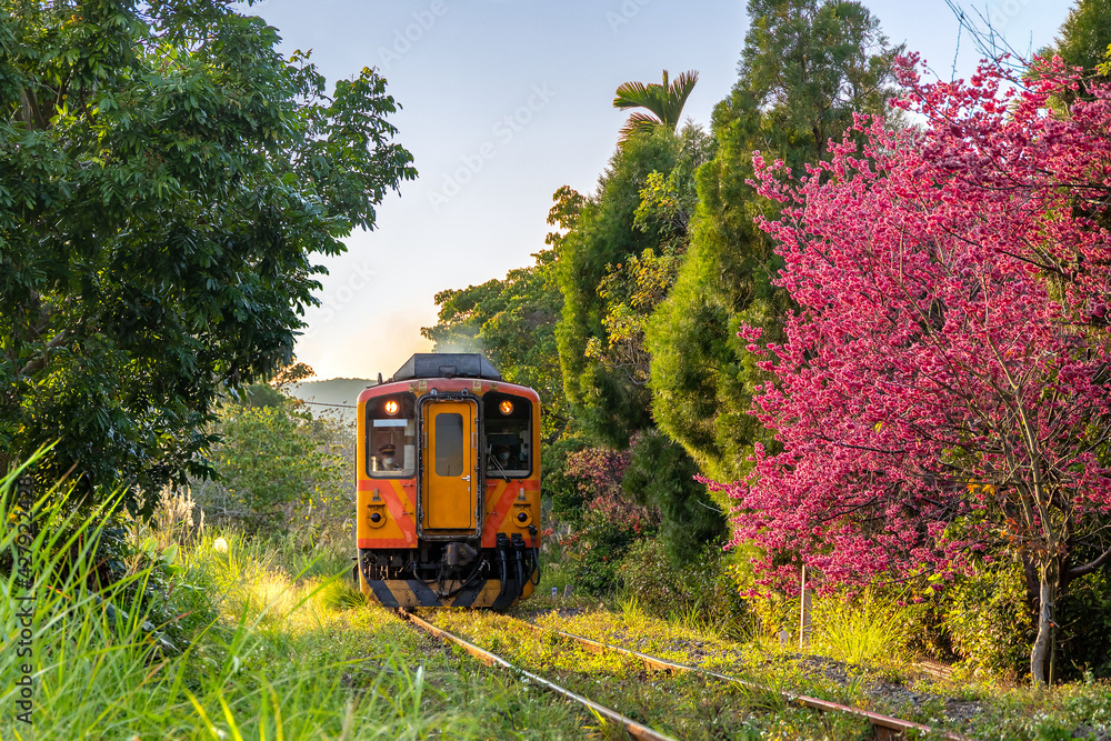 Train with cherry blossom at Neiwan railway in Hsinchu, Taiwan.