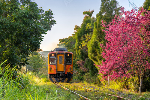 Obraz na płótnie Train with cherry blossom at Neiwan railway in Hsinchu, Taiwan. w salonie