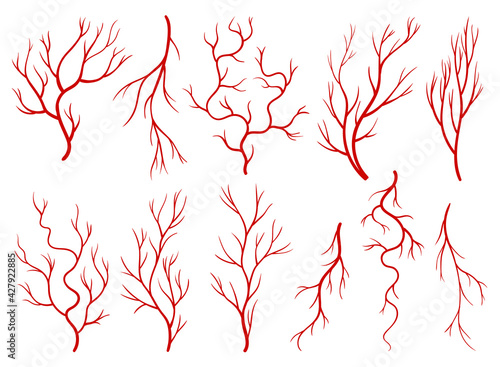 Collection of human veins. Red silhouette vessels, arteries or capillaries on white background. Concept anatomy element for medical science. Vector isolated symbol of blood system