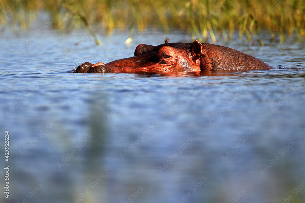 Fototapeta premium Hippopotame (hippopotamus amphibius)- Hippopotamus Africa
