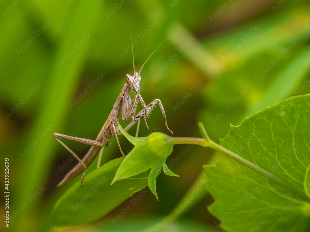 Praying mantis sitting on a branch of wild peas Praying mantis sitting on a branch of wild peas
