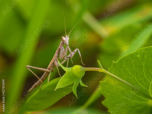 Praying mantis sitting on a branch of wild peas