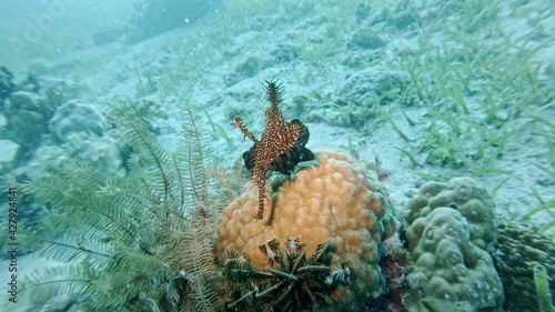 A pair of ornate ghost pipefish or harlequin ghost pipefish (solenostomus paradoxus), diving in the colorful coral reef of Cabilao Island, Philippines, Asia photo