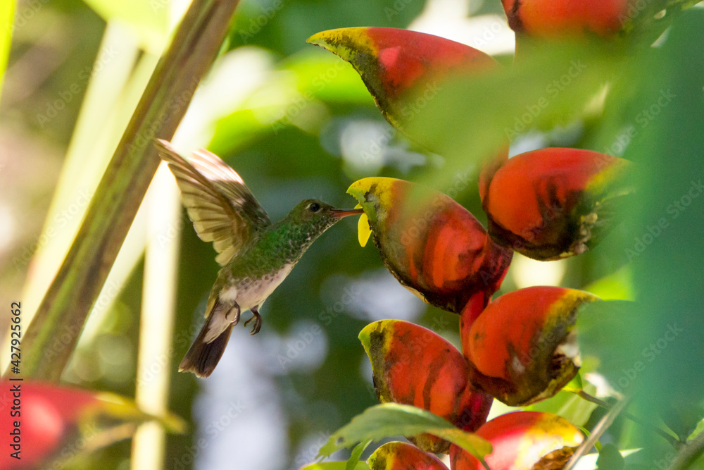 Fototapeta premium A small hummingbird feeding on a lobster claw Heliconia flower with an unfocused background. 
