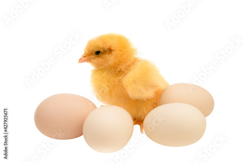 Small yellow chicken among several chicken eggs isolated on a white background. Agriculture and Easter concept. copy space for text. mockup