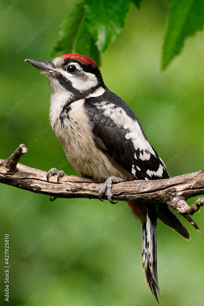 Naklejka premium Juveniler Buntspecht