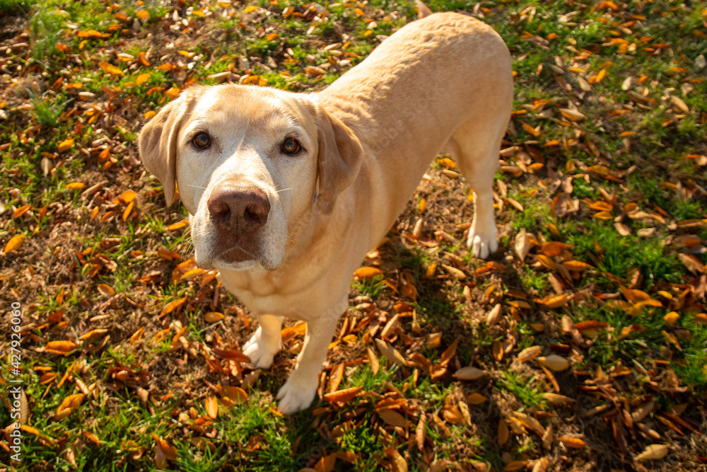 Senior Yellow Labrador retriever and Autumn Leaves