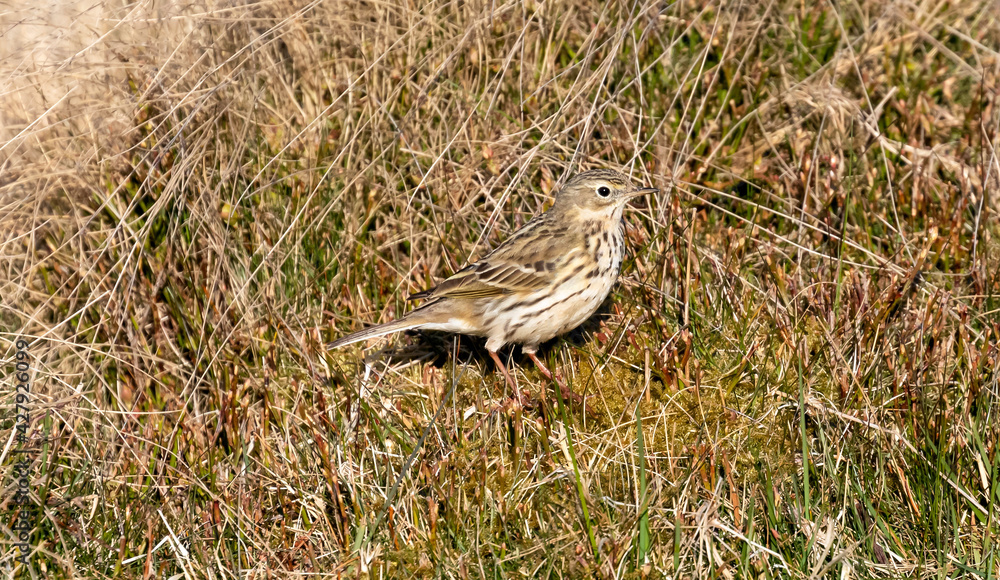 Meadow pipit bird in the UK Meadow pipit bird in the UK