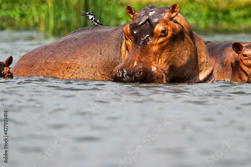 Hippopotame (hippopotamus amphibius)- Hippopotamus Africa