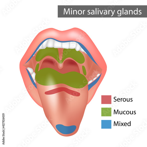 Minor salivary glands Mixed, Mucous, Serous. Anatomy