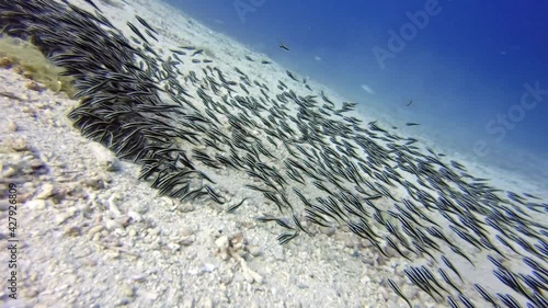 eeltail catfish (Plotosidae), diving in the colorful coral reef of Cabilao Island, Philippines, Asia photo