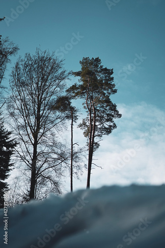 trees in winter