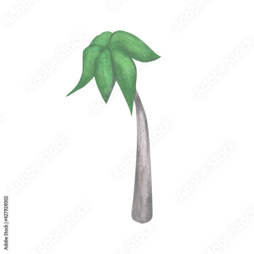 Palm isolated on a white background. Hand-drawn watercolor plant illustration. Exotic plant for your design. Beach clipart.