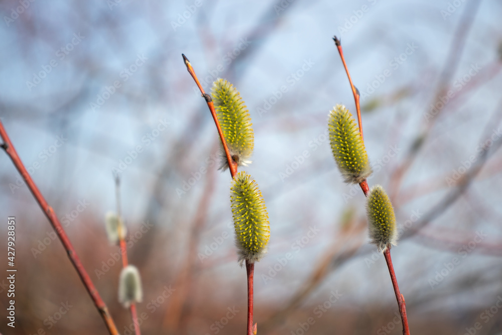 Fototapeta premium blooming willow on a twig.