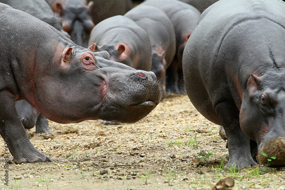 Hippopotame (hippopotamus amphibius)- Hippopotamus Africa Hippopotame (hippopotamus amphibius)- Hippopotamus Africa