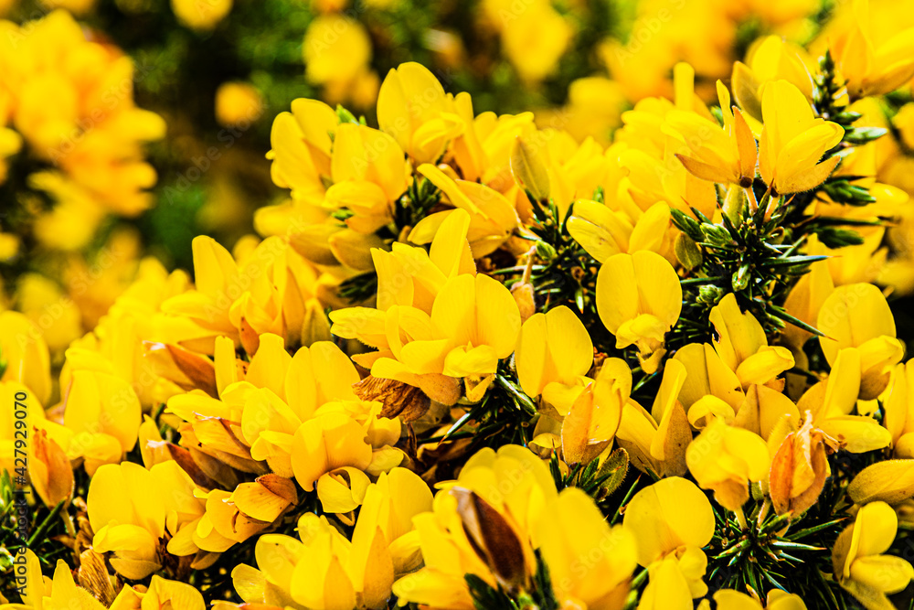 Ulex europaeus, gorse yellow flowers on the hills of the Howth Peninsula in Ireland