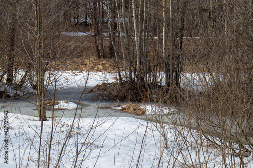 Thawed patches in the spring forest. Snow.