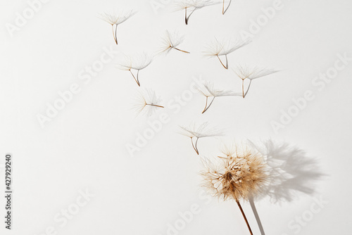 Flying dandelion petals on white background