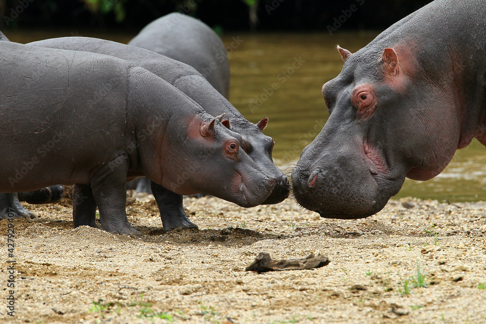 Hippopotame (hippopotamus amphibius)- Hippopotamus Africa Hippopotame (hippopotamus amphibius)- Hippopotamus Africa