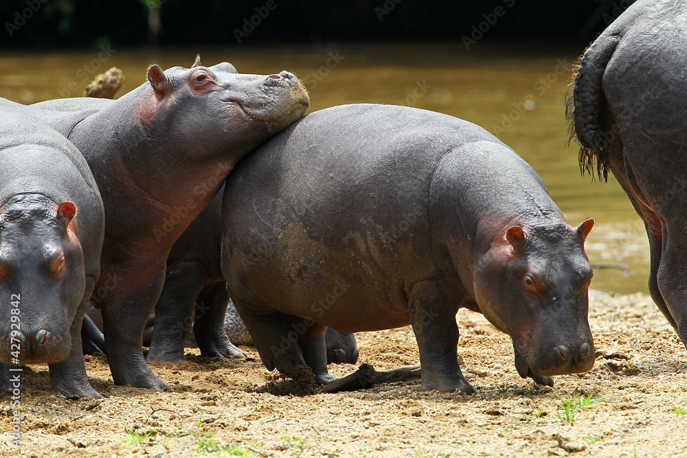 Hippopotame (hippopotamus amphibius)- Hippopotamus Africa Hippopotame (hippopotamus amphibius)- Hippopotamus Africa