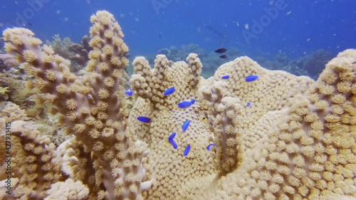 small blue fish in a coral, diving in the colorful coral reef of Cabilao Island, Philippines, Asia photo