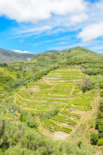 Landscape with vines on the hillside in the National park of Cinque Terre, Italy