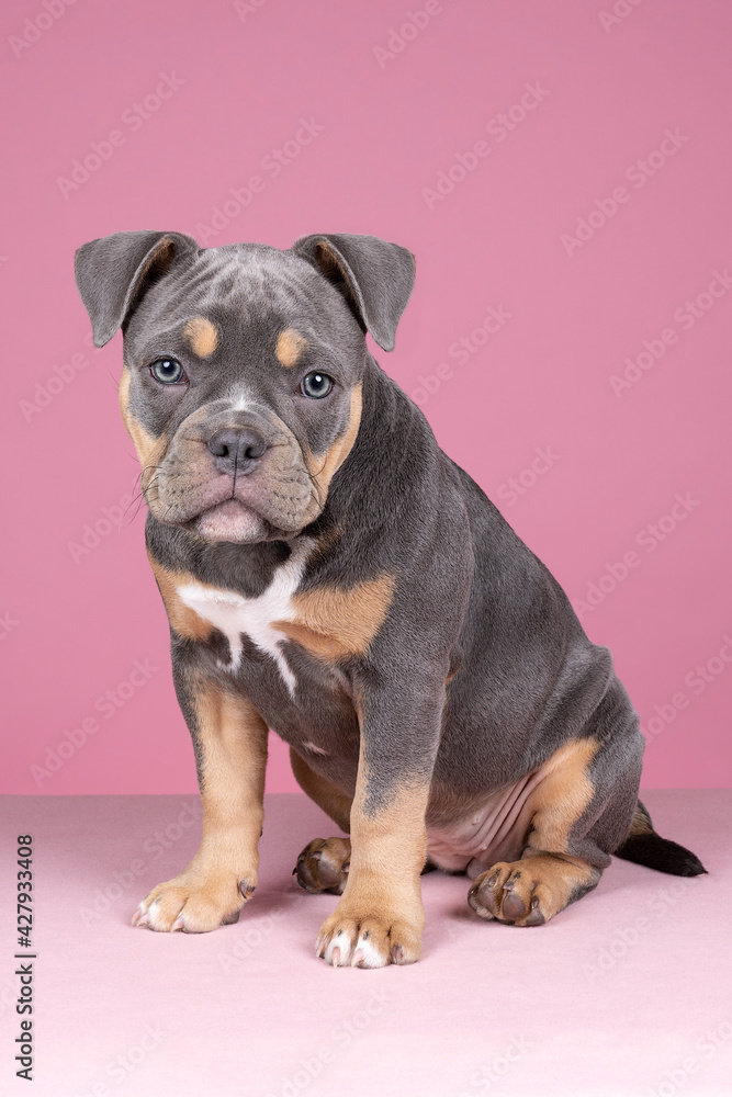 Obraz premium Portrait of a cute old english bulldog puppy looking at the camera on a pink background