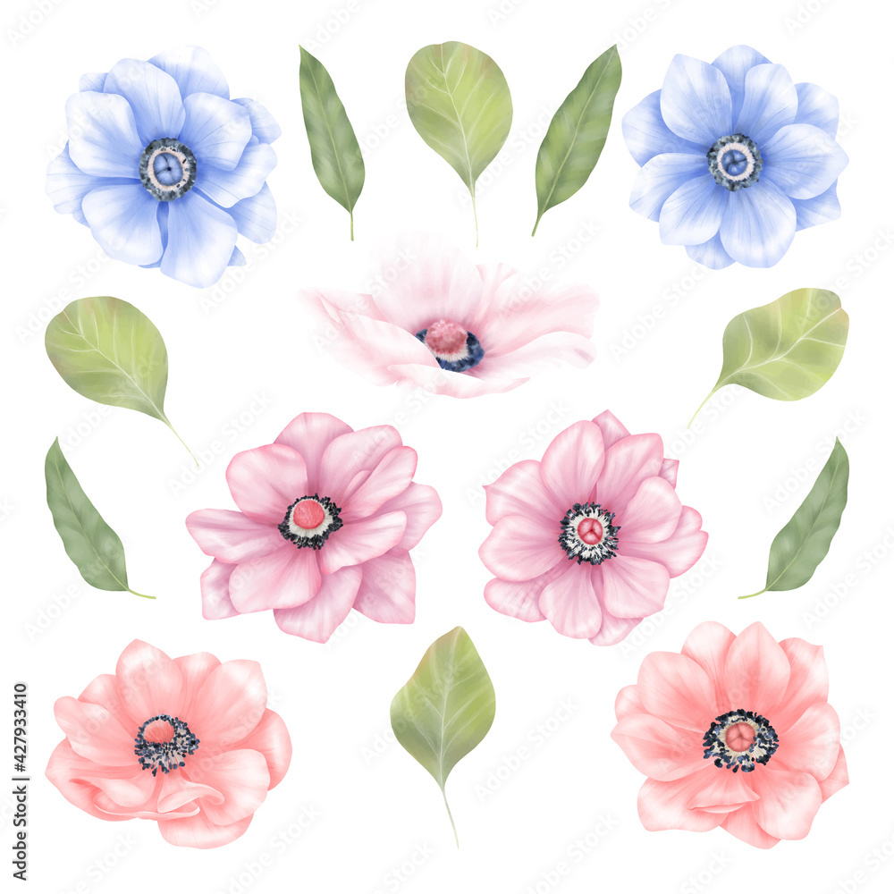 Fototapeta Summer anemone flowers, blue, pink, white, flowers, green leaves. Floral decoration