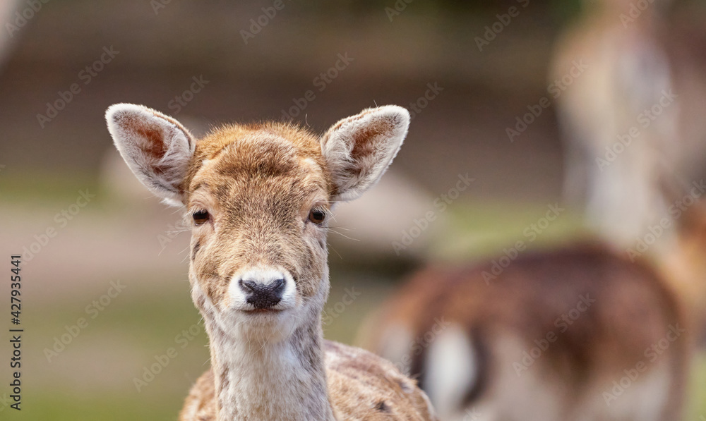 Frontal portrait of female dam deer, dama dama, against blurred background