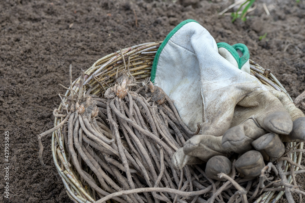 basket with asparagus plants and gardening gloves 