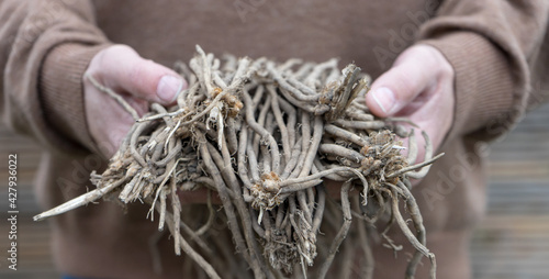 Hands with asparagus plants 